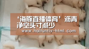 海豚直播体育